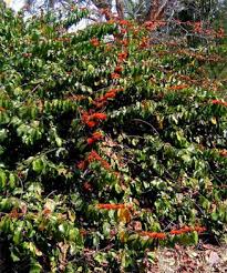 Image result for Combretum fuscum