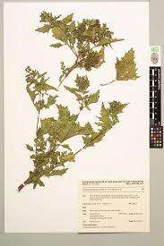 Image result for Chenopodiastrum