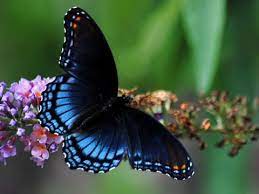 Astyanax Red Spotted Purple Limenitis Arthemis Astyanax Beautiful Butterflies Purple Butterfly Tattoo Cute Wallpaper Backgrounds