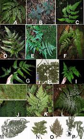 Image result for Arachniodes webbiana