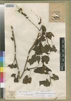 Image result for Fagopyrum snowdenii