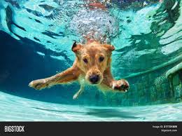 Image Result For Dog Swimming Underwater Bigstock Retriever Puppy Labrador Retriever Puppies Dog Swimming