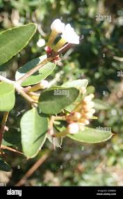 Image result for Carissa tetramera