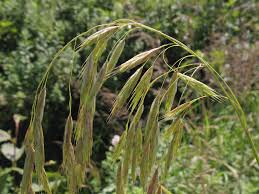 Image result for Bromus