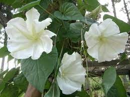 Moonflower Vine Moon Flower Moonflower Vine Moon Garden