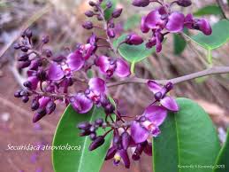 Image result for Securidaca welwitschii