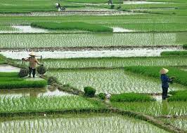 Salinity intrusion has been a problem in the mekong river delta (mrd) affecting rice production that can impact food security and livelihood of people living in the delta region. Vietnam Silent Global Coffee Power I Need Coffee