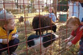 On flights operated by their aribus fleet, pets may not travel in the first class cabin. How To Rent A Petting Zoo