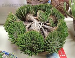 Oc cactus & succulent show 2019. San Gabriel Cactus And Succulent Show Los Angeles November 2013 Euphorbia Succulents Cacti And Succulents