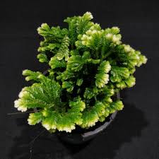 Image result for Selaginella mittenii