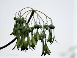 Image result for Gyrocarpus