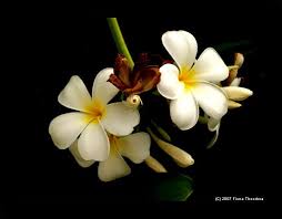 Tak melulu bunga mawar, melati atau anggrek yang memiliki tampilan yang cantik, ada banyak jenis. Wallpaper Bunga Jepun K E O N G K Y Bunga Di Atas Makam Bunga Kamboja Images Stock Photos Vectors Shutterstock Tumbuhan Calantya S Wallpaper Plants Nature