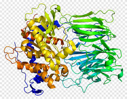 Proteases, also known as proteinases or proteolytic enzymes, are a large group of enzymes that catalyze the hydrolysis of peptide bonds in proteins and polypeptides. Prolyl Endopeptidase Protease Enzyme Oligopeptidase Prolyl Endopeptidase Endopeptidase Png Pngegg