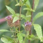 Image result for Pycnostachys reticulata