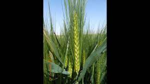 مراحل زراعة القمح والشعير بالرشاشات المحورية بالصور wheat and barley pivot youtube