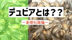 デュビアが可愛く見えてきた