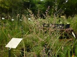 Image result for Eragrostis gummiflua