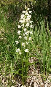Image result for Diaphananthe lorifolia