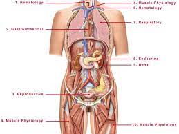 ► women anatomy‎ (8 c, 2 f). Pin On Human Anatomy Organs