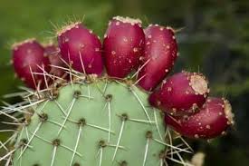 Interesting health benefits you should know about cactus fruits even as there are many remedies, some seem not to work. Noons Info Prickly Pear Cactus Fruit Opuntia Ø§Ù†Ø§Ø± Ù¾Ú¾Ù„ÛŒ Nagphani Ù†Ø§Ú¯ Ù¾Ú¾Ù†ÛŒ