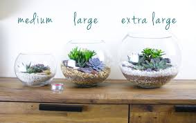 Gorgeous Glass Globe Succulent Terrarium To Buy In The Uk The Art Of Succulents