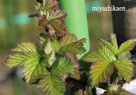 ブラックベリーの新芽 花とハーブの生産直売 園芸教室 シクラメン ブラックベリー 寄せ植え 宮子花園 みやしかえん 石川県白山市