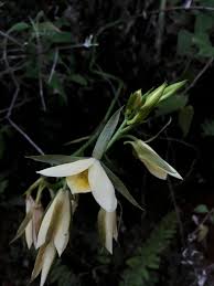 Image result for Disa walleri