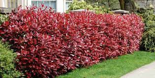C'est surtout en fin d'hiver qu'il faut désherber le pied de la haie, avant la croissance de l'herbe. La Haie De Photinia