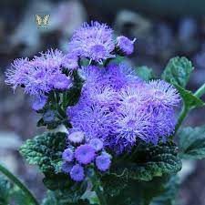 Ageratum Seeds How To Grow Floss Flower Annual Flower Seeds