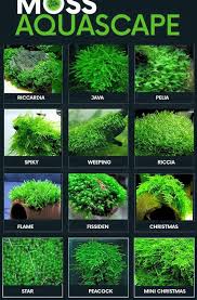 34 Para Reconocer Las Plantas Acu Ticas M S Comunes Aquarium Garden Aquarium Landscape Freshwater Plants