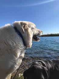 Check spelling or type a new query. Great Pyrenees Labrador Mix The Ultimate Pyrador Guide