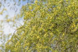 Check spelling or type a new query. How To Grow And Care For Corkscrew Willow