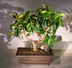 Image result for Ficus natalensis
