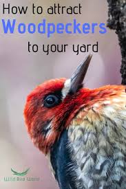 How to attract woodpeckers woodpeckers are not usually the first birds backyard birders think of visiting their feeders, but with diligence it is possible to attract woodpeckers all year round. How To Attract Woodpeckers To Your Yard Garden How To Attract Woodpeckers Wild Birds Attract Wild Birds