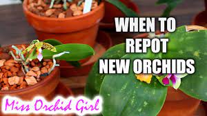 Whether your moth orchid is growing in a bark mix or in sphagnum moss, it will need to when repotting my moth orchid what do i do with the arial roots? Do We Repot New Orchids Even If In Bloom When Youtube