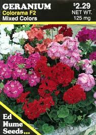 Whether indoors or out, geranium care is pretty basic. Geranium Colorama F2 Mixed Colors Humeseeds Com