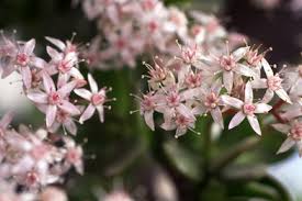 「金のなる木」の画像検索結果