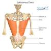 Low back muscle spasming is common because lumbar extensor muscles must contract. 1