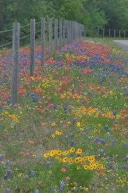 Soft Whispers Janetmillslove Wildflowers In The C Moment Love Wild Fauna Love Wildblumen Garten Blumen Wiese