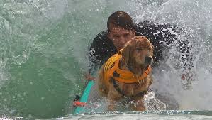 We are proud to offer the very finest in boarding accommodations for your pets. Taking Over The Beach Hang 20 Surf Dog Classic Planned At Carlin Park
