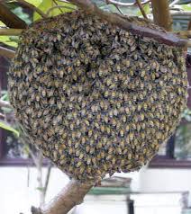 Image result for Queen bee