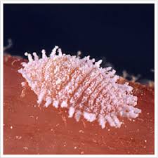 Image result for Mealybug cucumber
