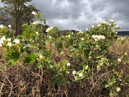 Image result for Ipomoea tenuipes