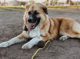 A shepherdane (also nicknamed a german dane) is a mix between a german shepherd and a great dane. Get To Know 25 Of The Best Great Pyrenees Mixes K9 Web