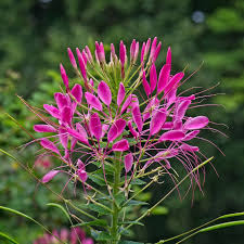 Image result for Cleome spinosa