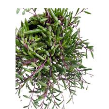 Image result for Senecio ruwenzoriensis