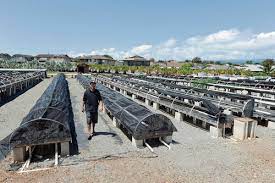 The Economics Of Aquaponics Honolulu Star Advertiser