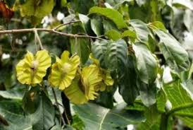 Image result for Lovoa swynnertonii