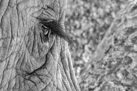 Beautiful Black And White Elephant Pictures Morula The Elephant S Beautiful Gentle Eye Livingwithelephantsfoundation Blackandwhitephotography Elephants Black Elephant Eye Save The Elephants Elephant