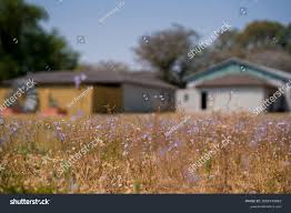 Image result for Wahlenbergia undulata